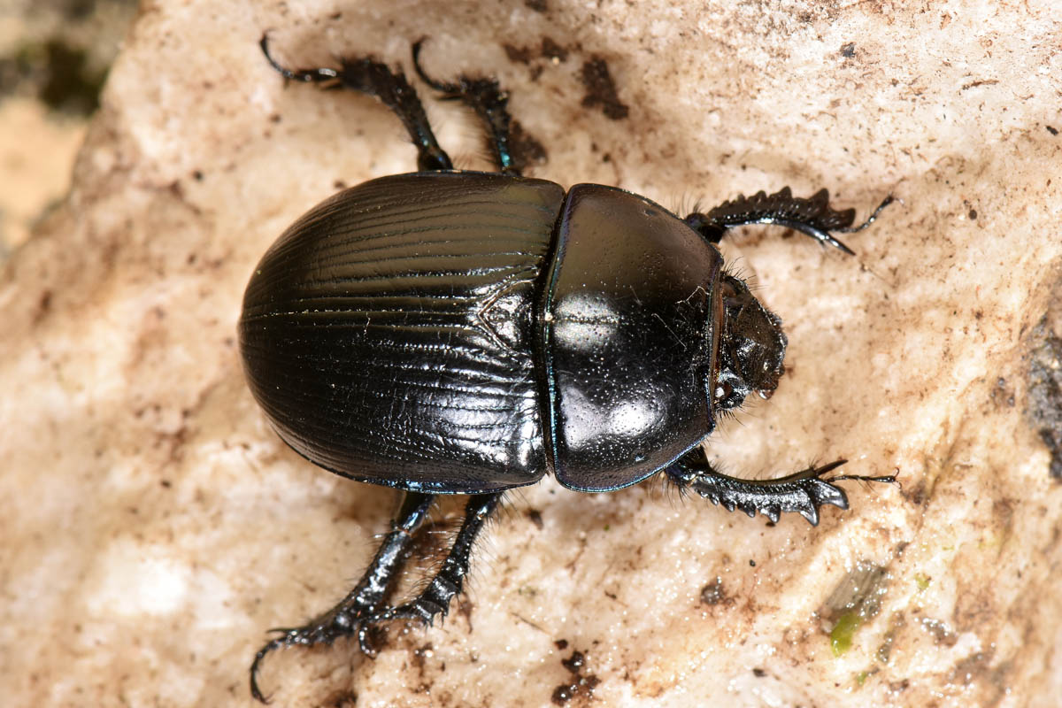 Geotrupidae: Anoplotrupes stercorosus? No, Geotrupes spiniger (cfr.)